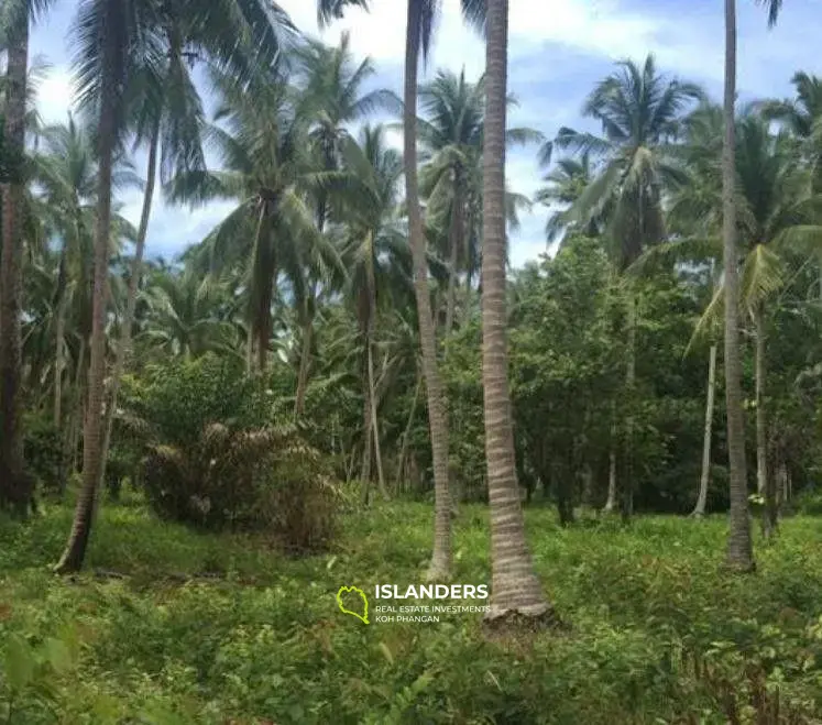 Lipa Noi Land For Sale