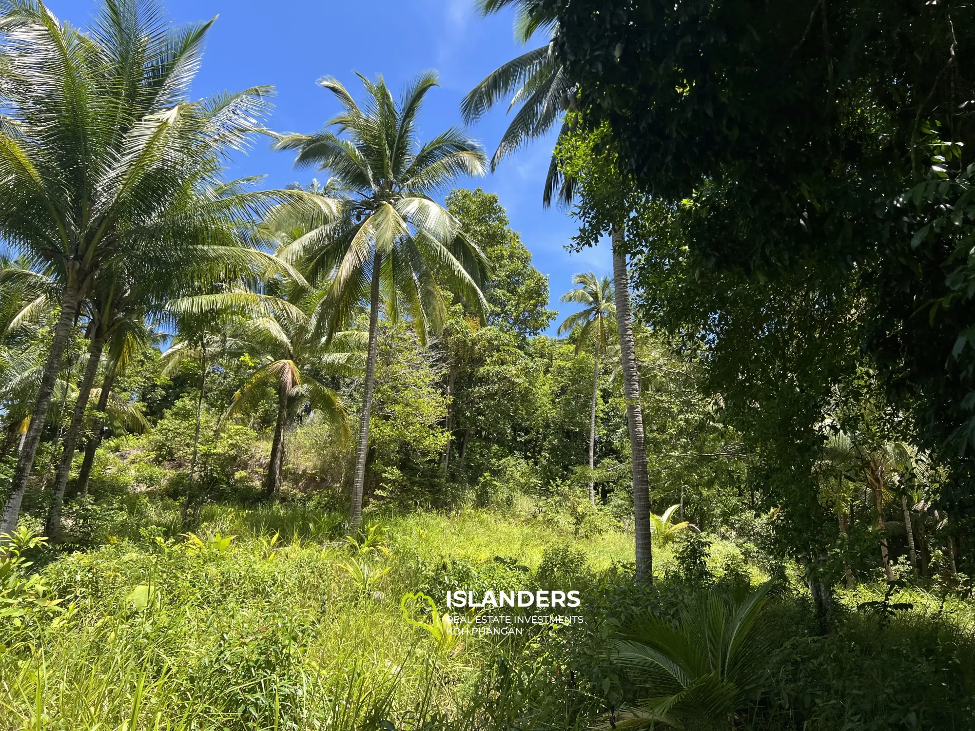 Ideales Land für Ihr Projekt. 48 Rai Land, Meerblick. Verkauf als Ganzes. Blühendes Chaloklum-Gebiet.