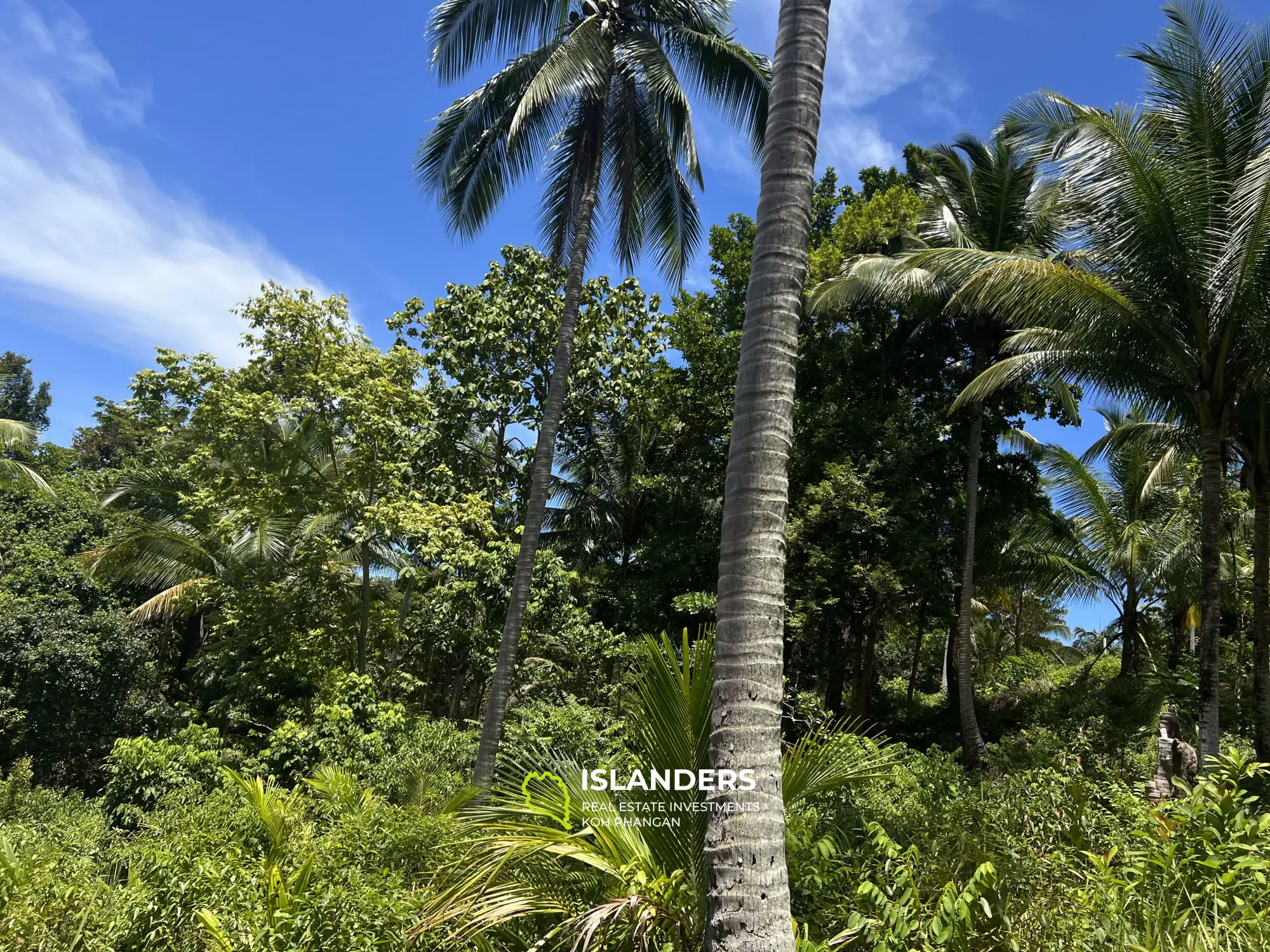 Ideales Land für Ihr Projekt. 48 Rai Land, Meerblick. Verkauf als Ganzes. Blühendes Chaloklum-Gebiet.