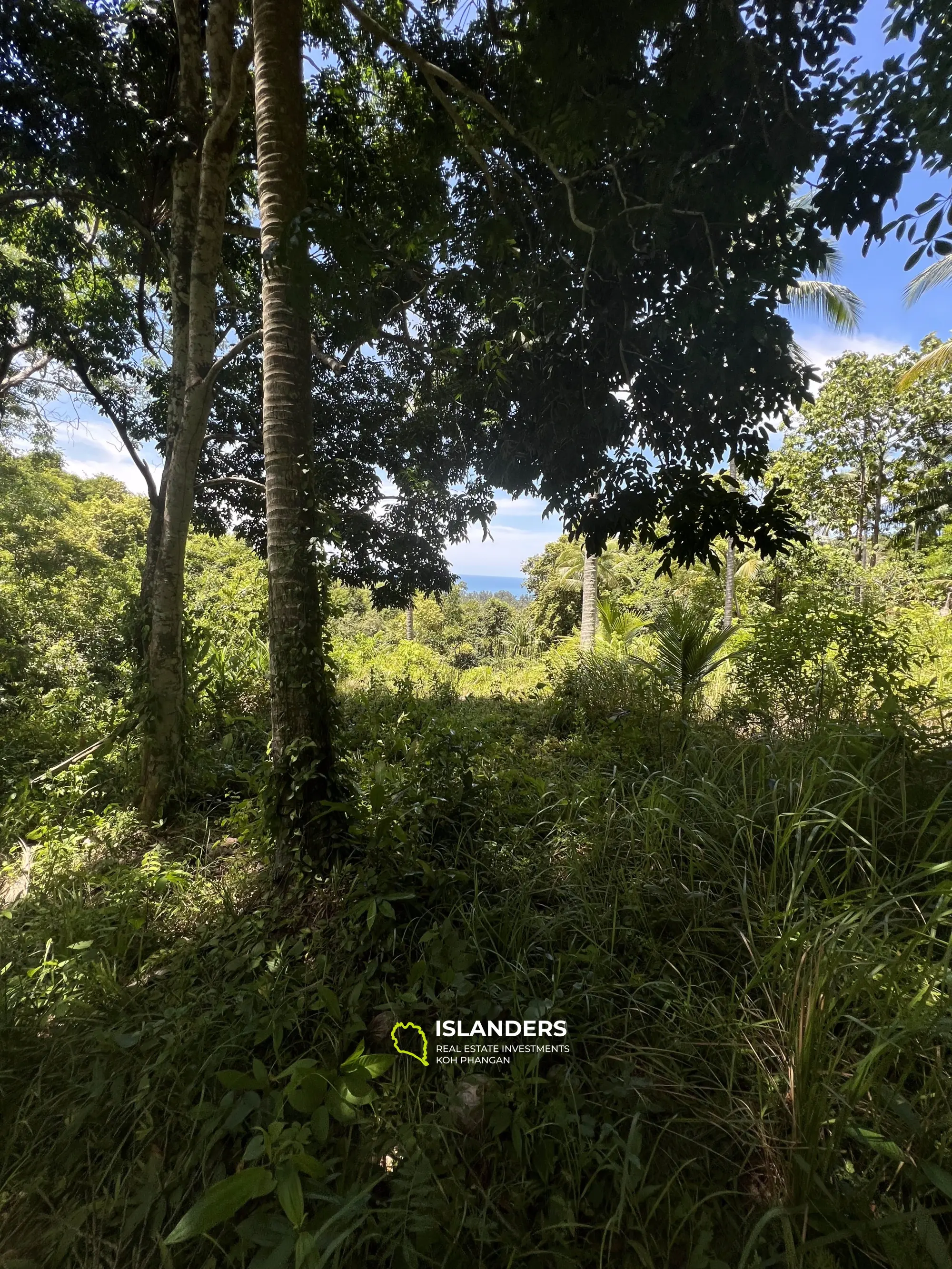 Ideales Land für Ihr Projekt. 48 Rai Land, Meerblick. Verkauf als Ganzes. Blühendes Chaloklum-Gebiet.