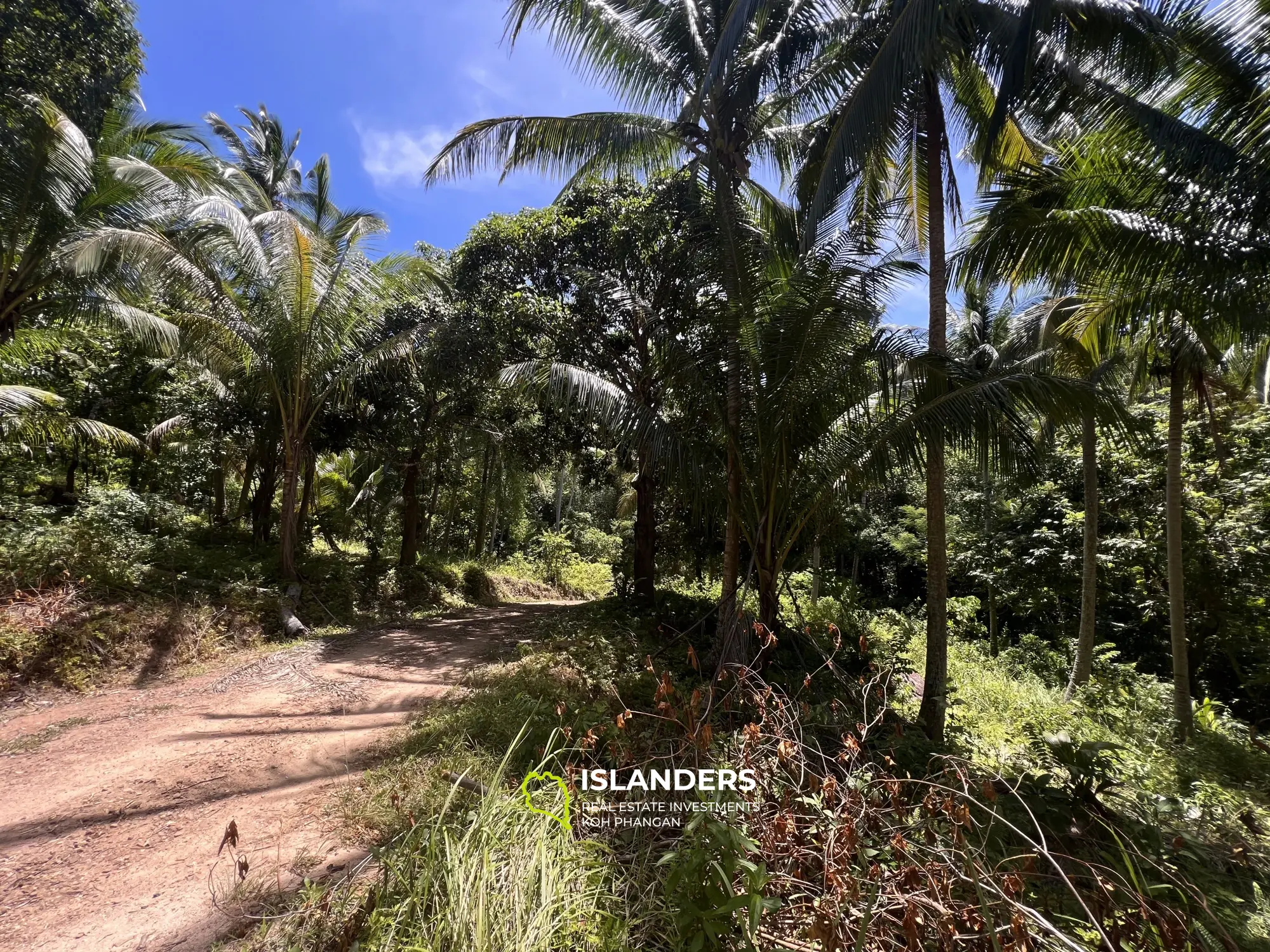 Ideales Land für Ihr Projekt. 48 Rai Land, Meerblick. Verkauf als Ganzes. Blühendes Chaloklum-Gebiet.