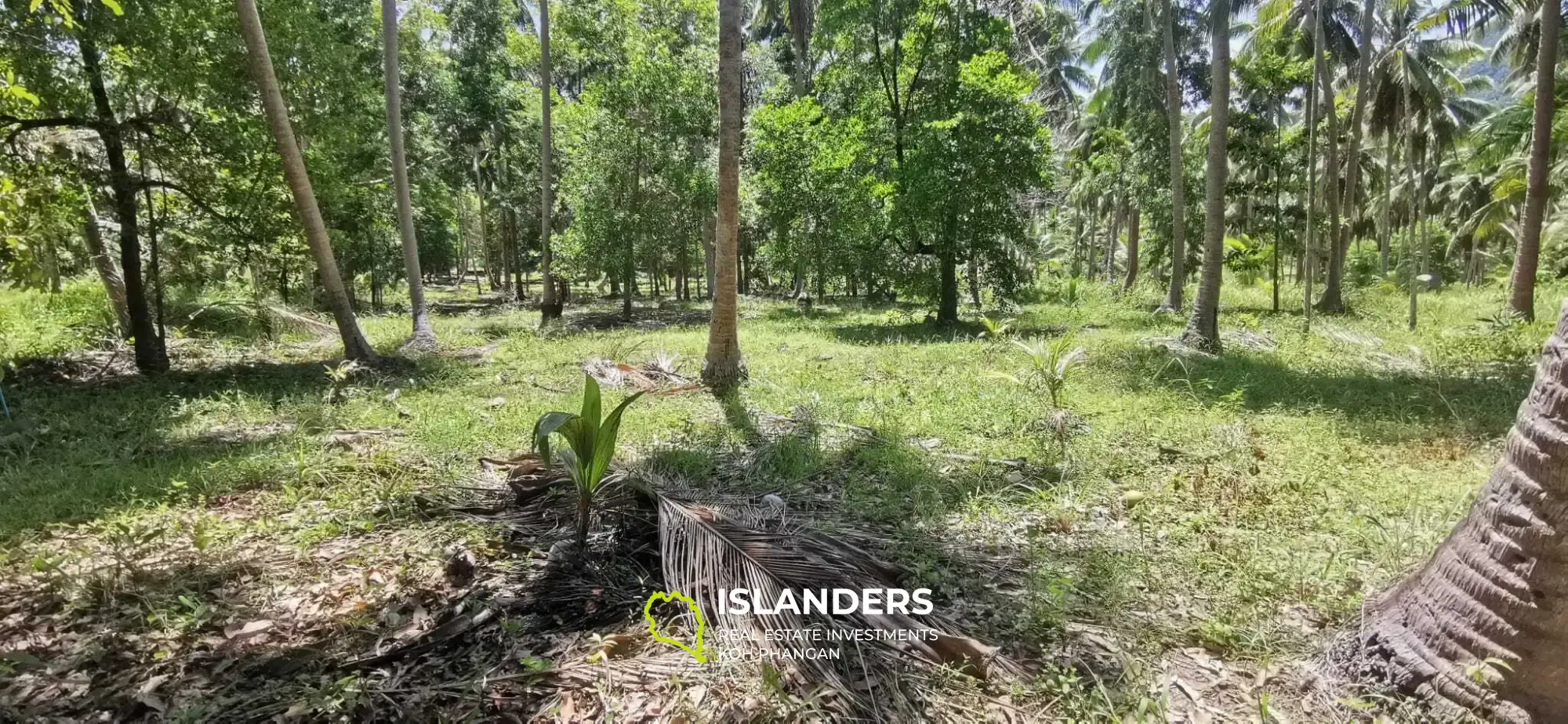 Scenic Land Plot with Mountain and Coconut Palm Views