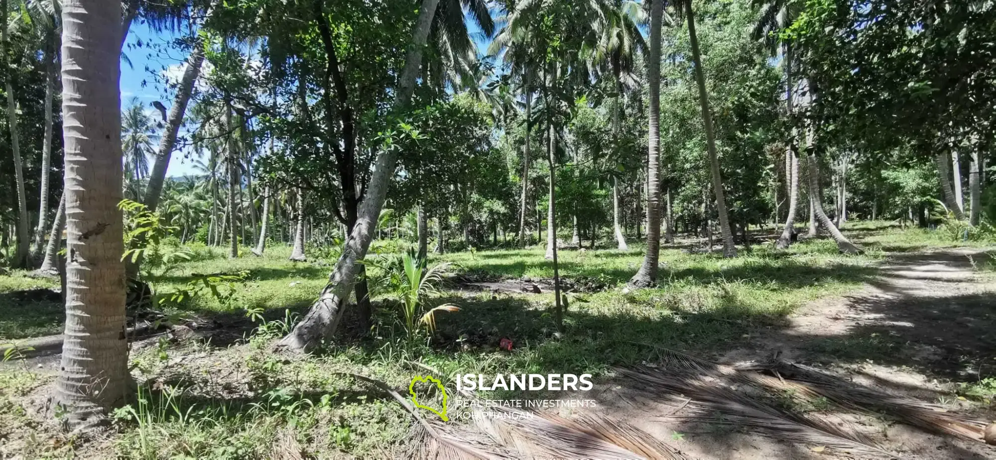 Scenic Land Plot with Mountain and Coconut Palm Views