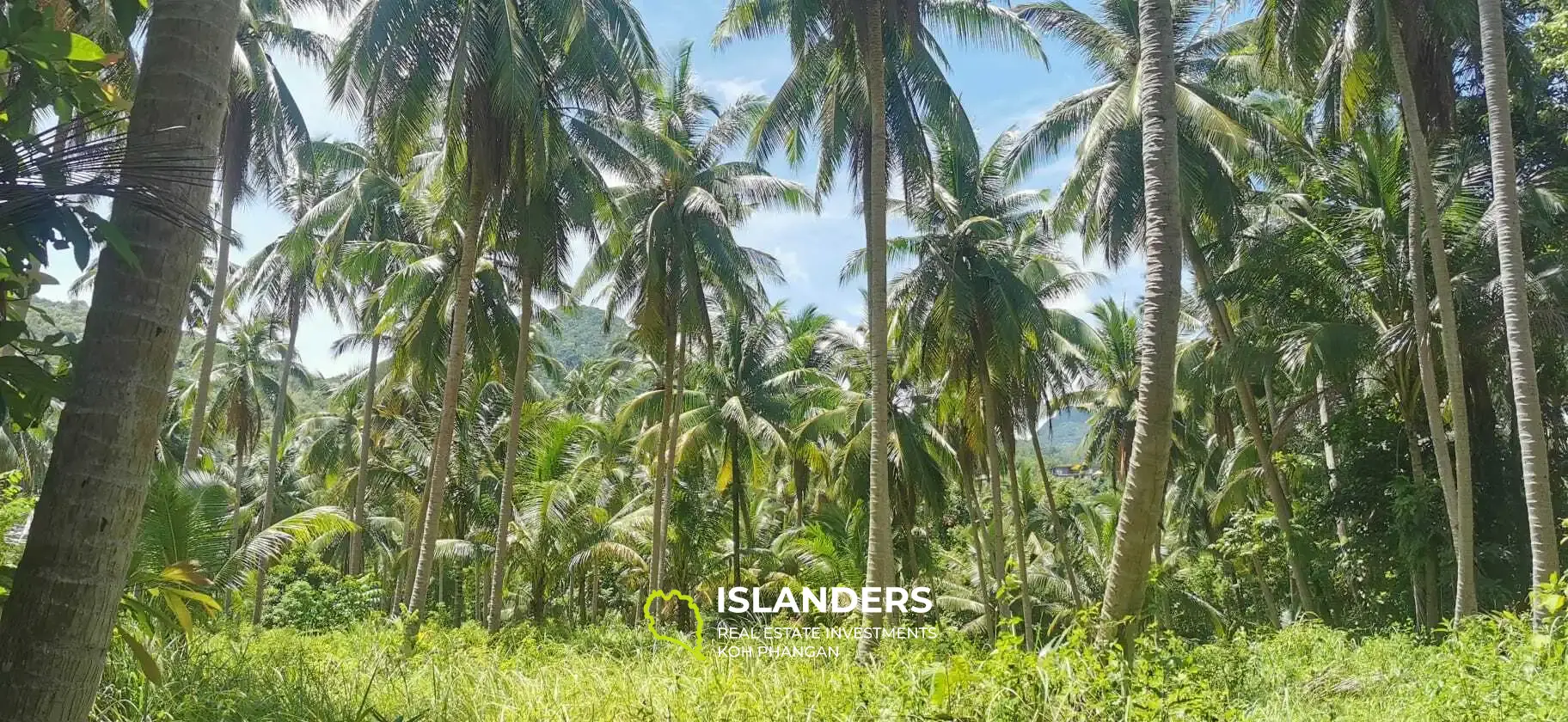 Terrain panoramique avec vue sur les montagnes et les cocotiers