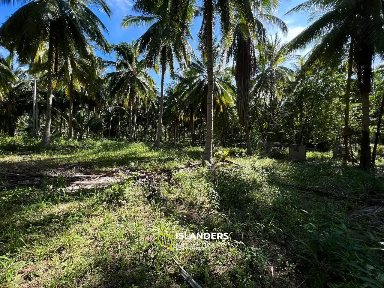 Land Plot Near the Beautiful Palm Alley