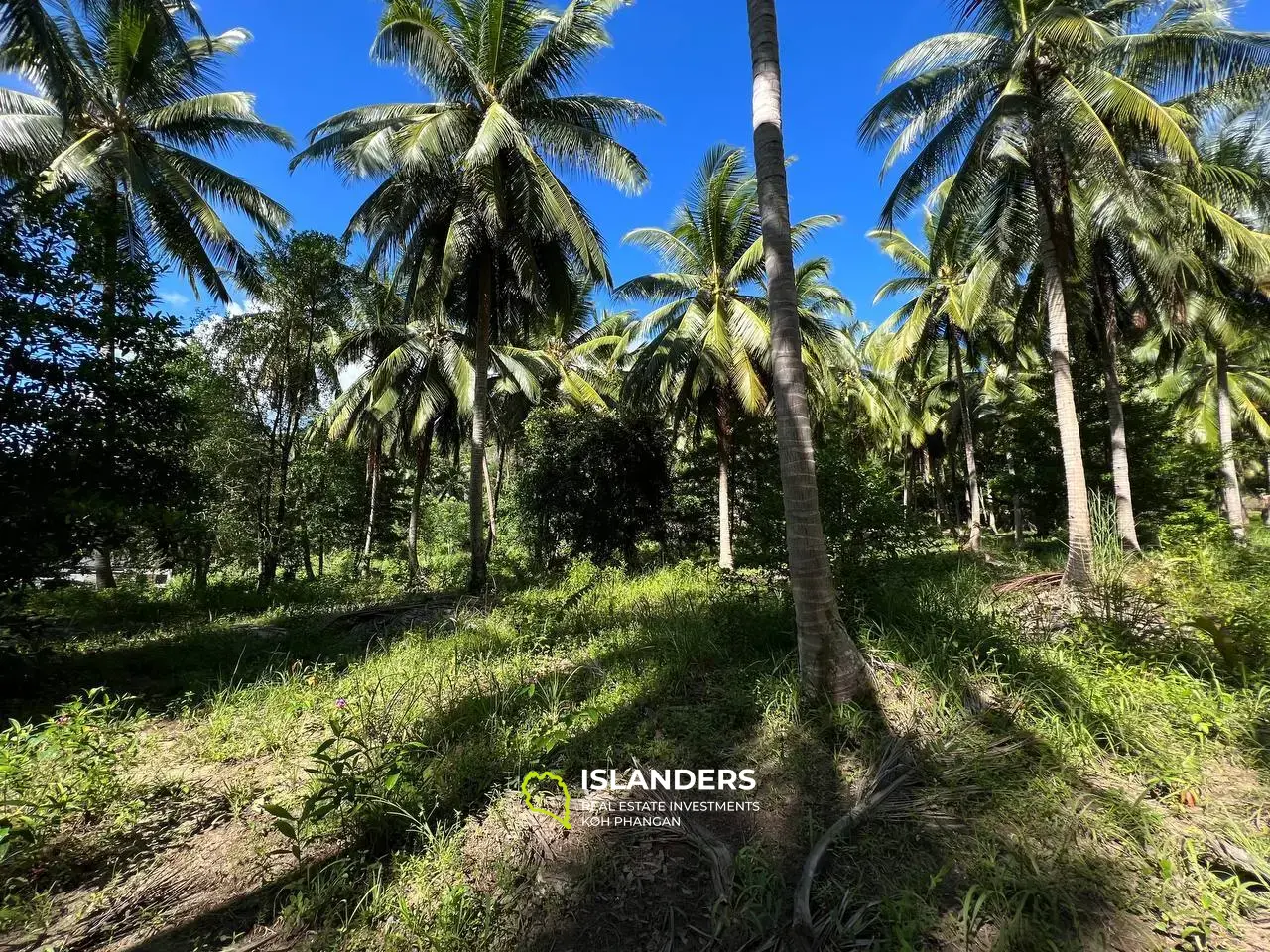 Grundstück in der Nähe der wunderschönen Palm Alley