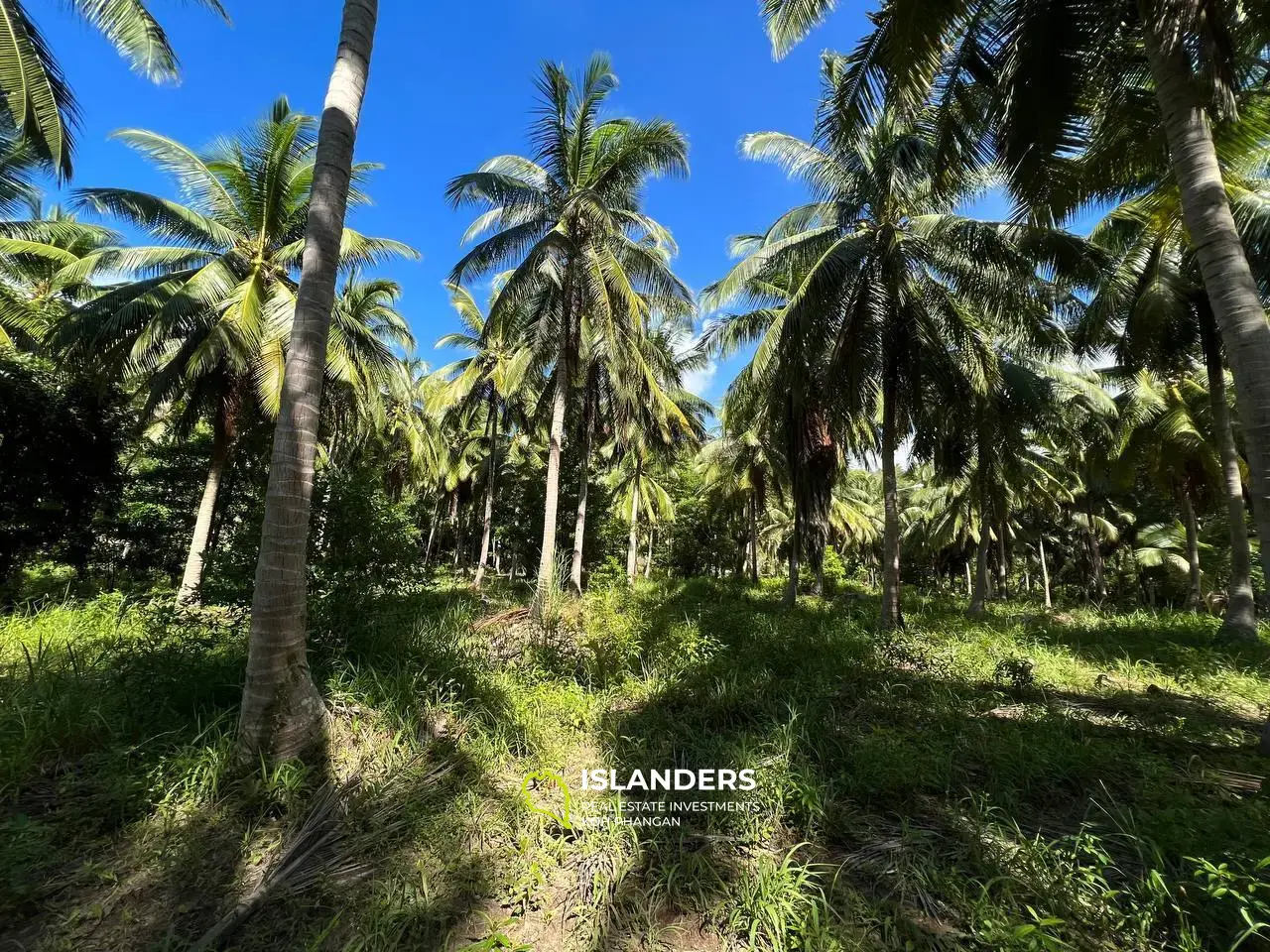 Grundstück in der Nähe der wunderschönen Palm Alley