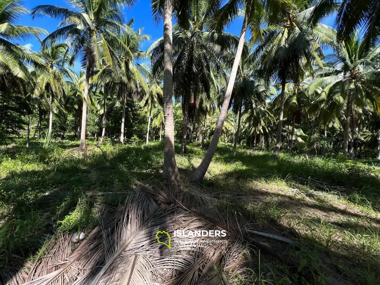 Grundstück in der Nähe der wunderschönen Palm Alley