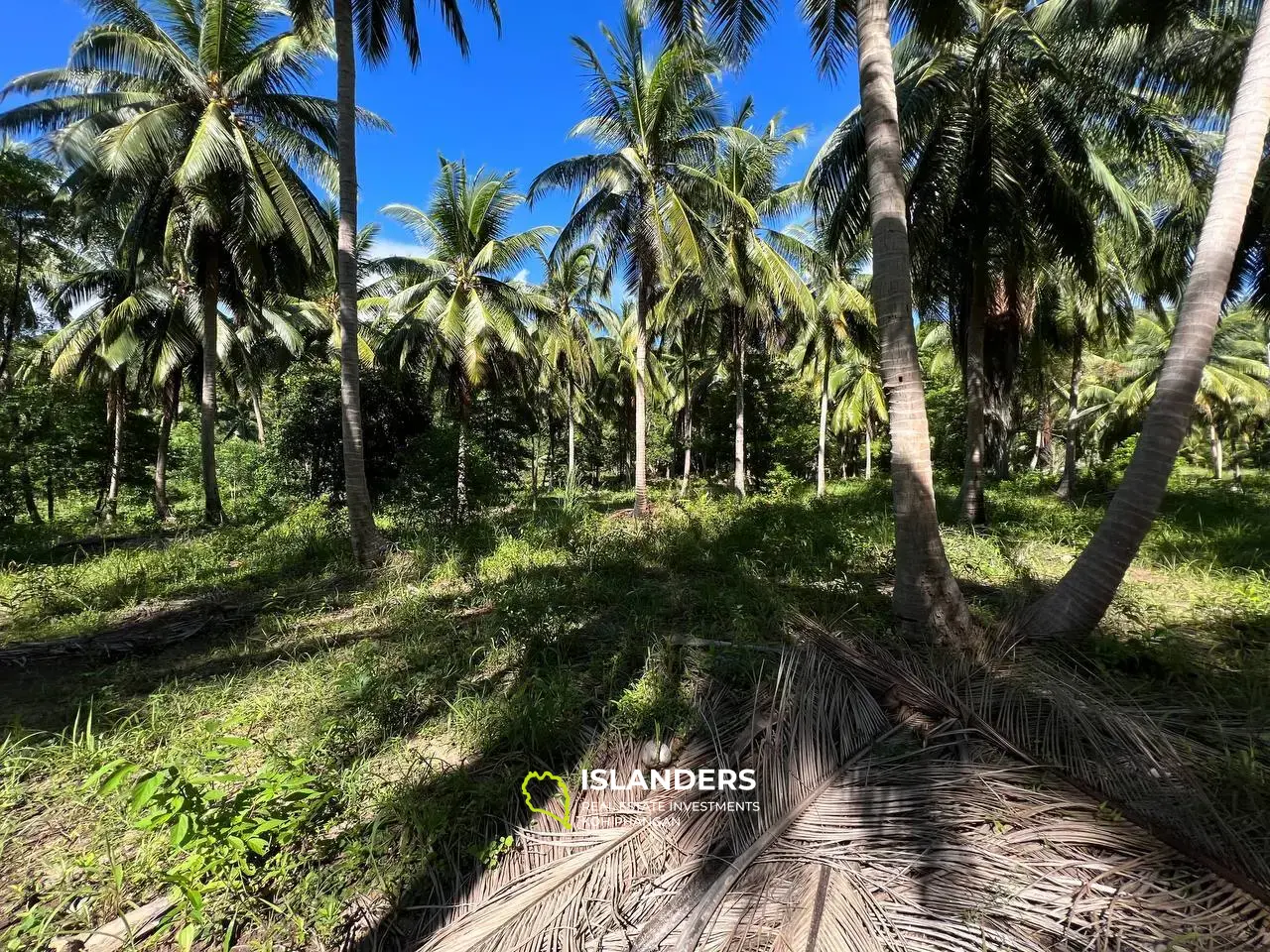 Land Plot Near the Beautiful Palm Alley