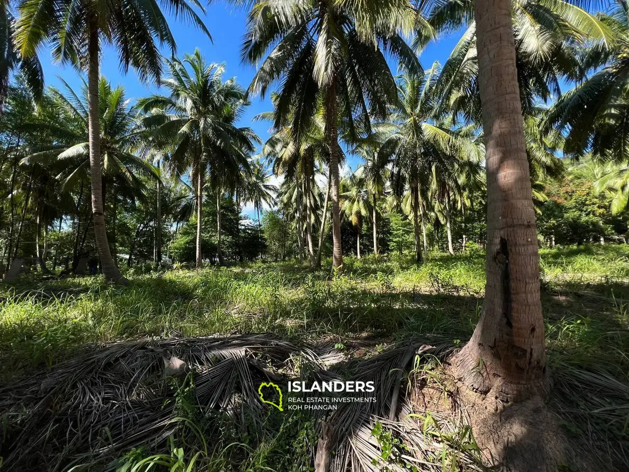 Grundstück in der Nähe der wunderschönen Palm Alley