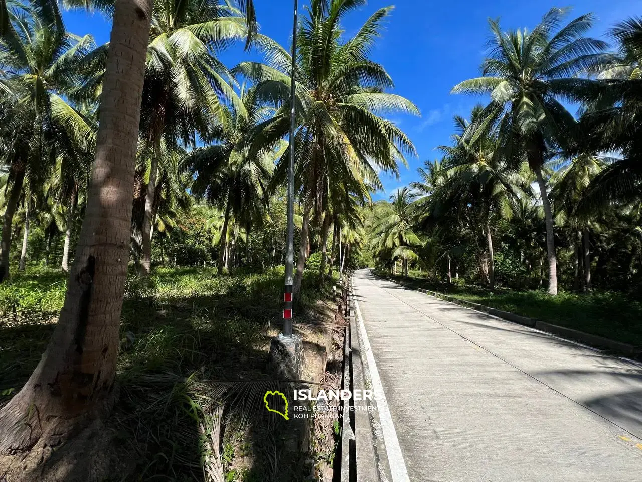 Land Plot Near the Beautiful Palm Alley