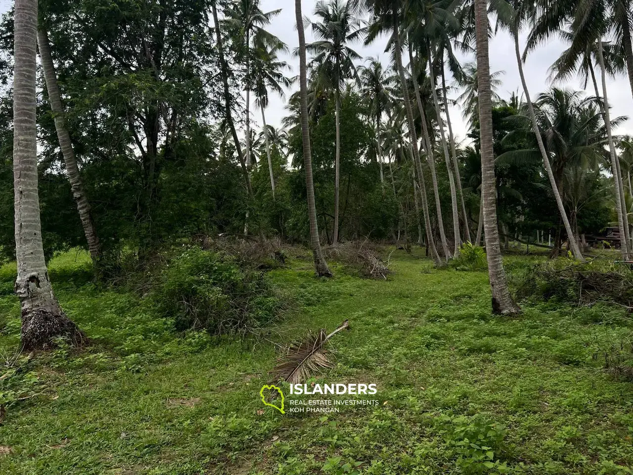 Tropical Land on Coconut Lane: A Unique Opportunity