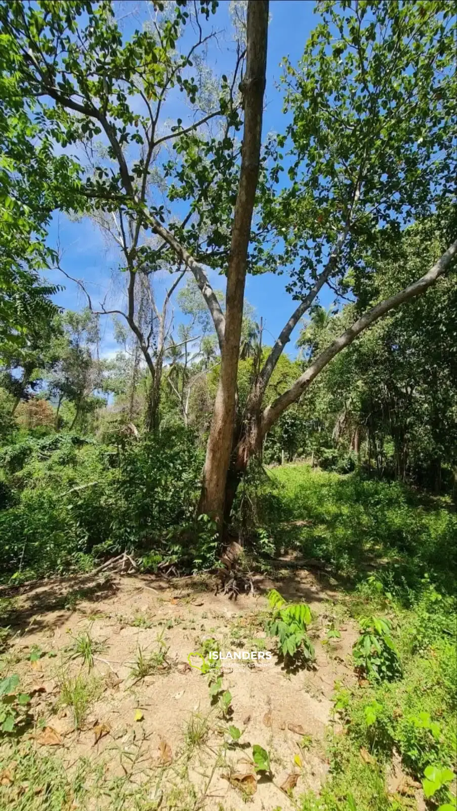 Grundstücke mit unberührter Natur im Zentrum der Insel! (Grundstück A)