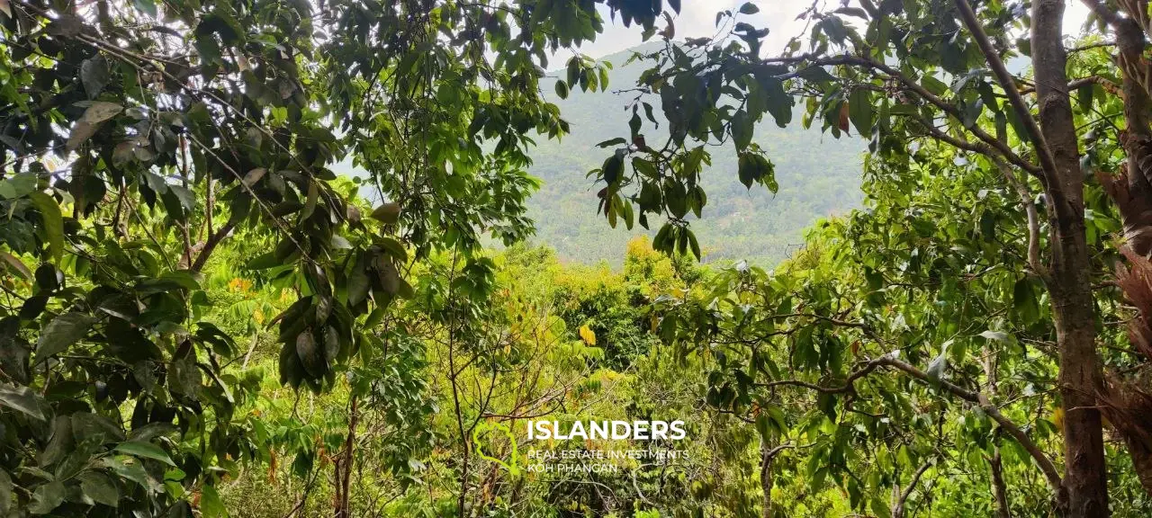 Terrain avec vue sur la jungle sur Chalokum