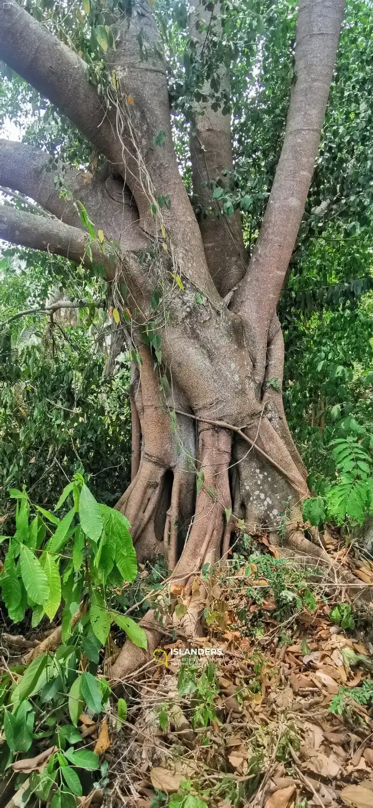 Grand terrain de jungle 6,5 RAI avec vue mer