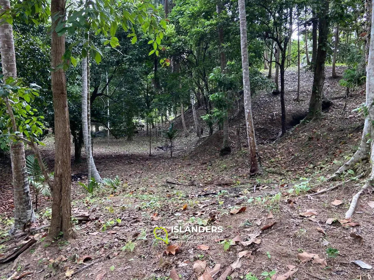 Incroyable jungle à Baan Tai