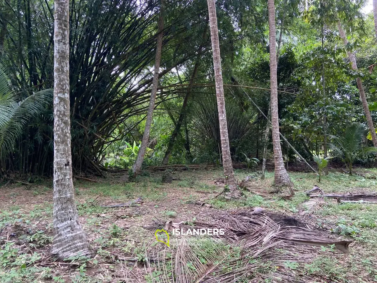 Incroyable jungle à Baan Tai