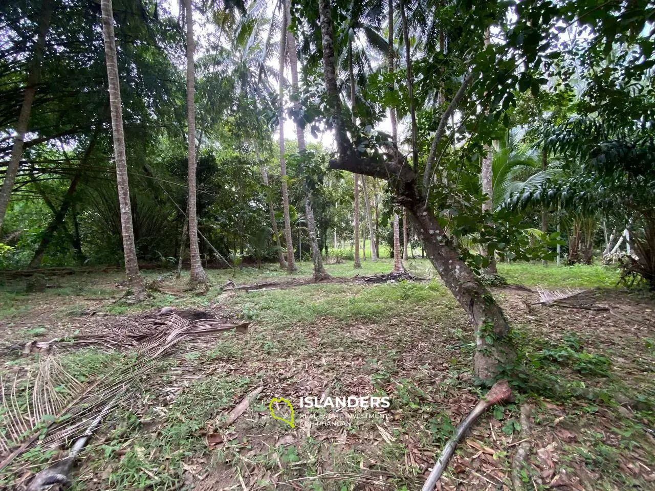 Incroyable jungle à Baan Tai