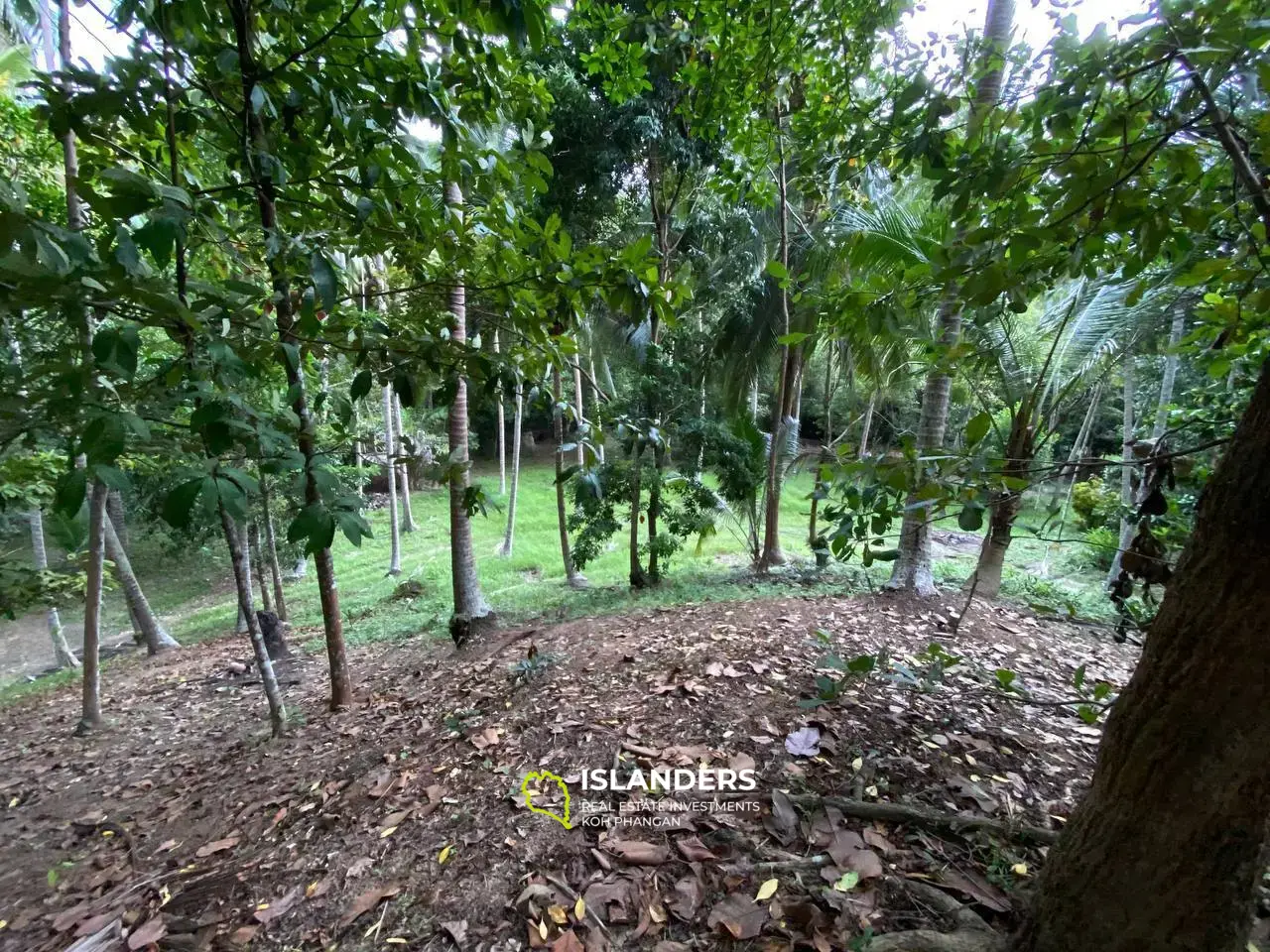 Incroyable jungle à Baan Tai