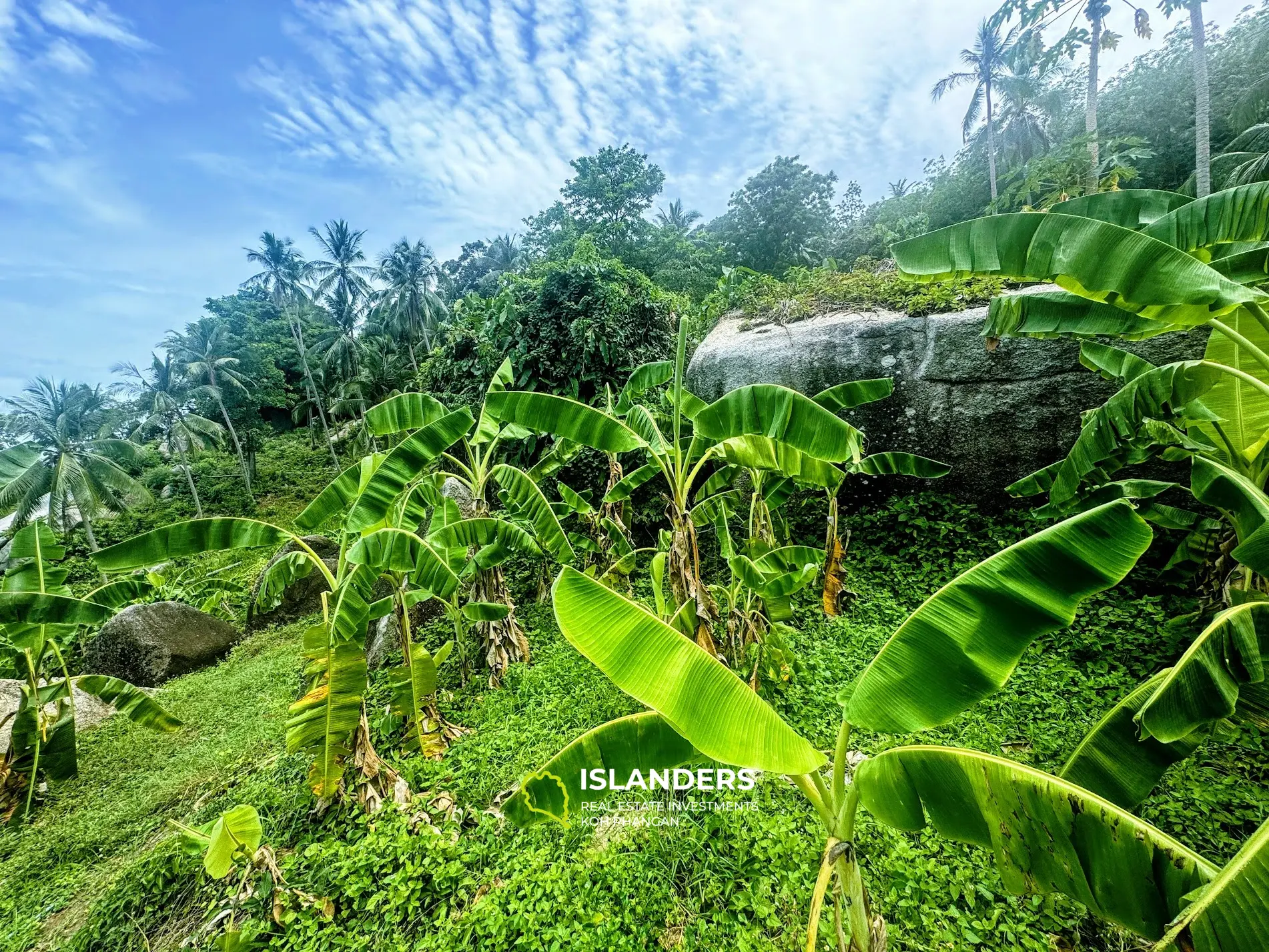 Amazing panorama Sea View land with rocks and fruit trees in quiet area