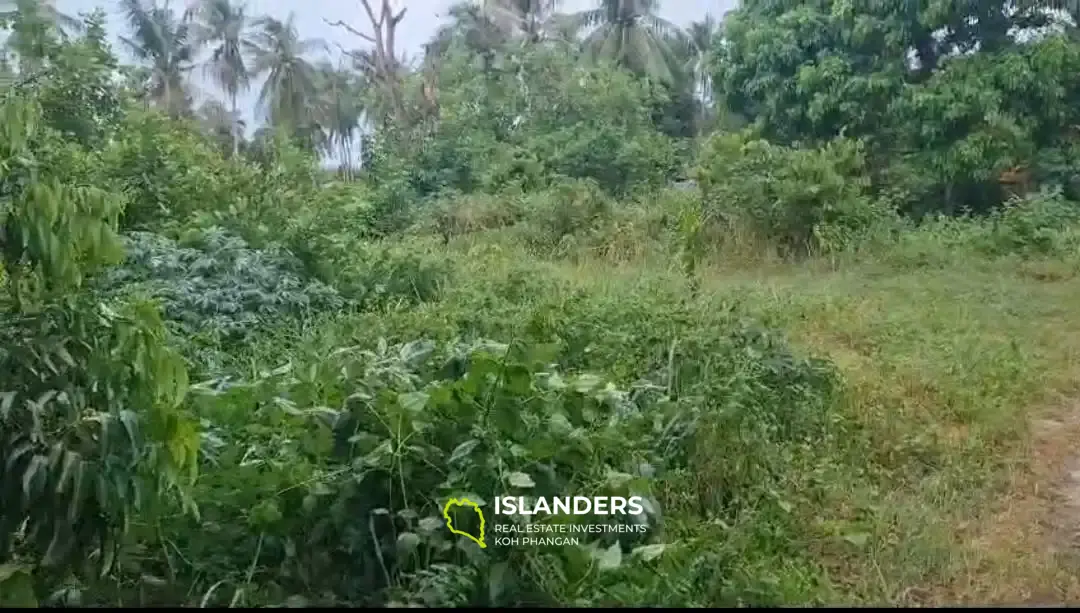 Terre de la jungle à Hinkong 