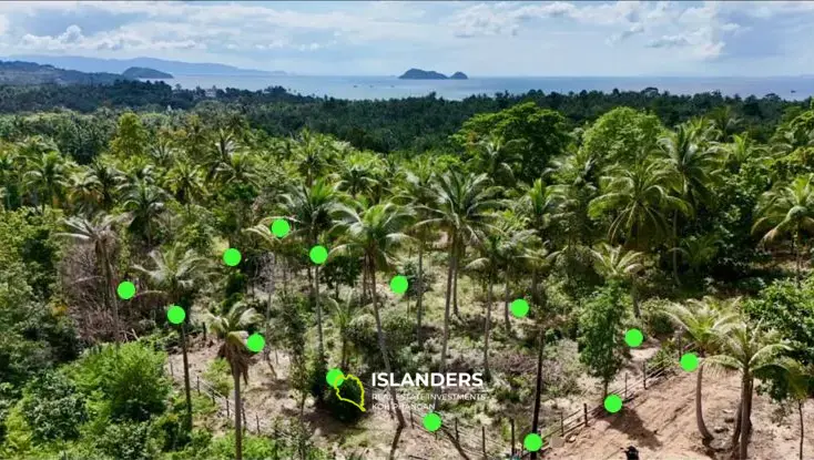 Flaches Land in Coconut Lane