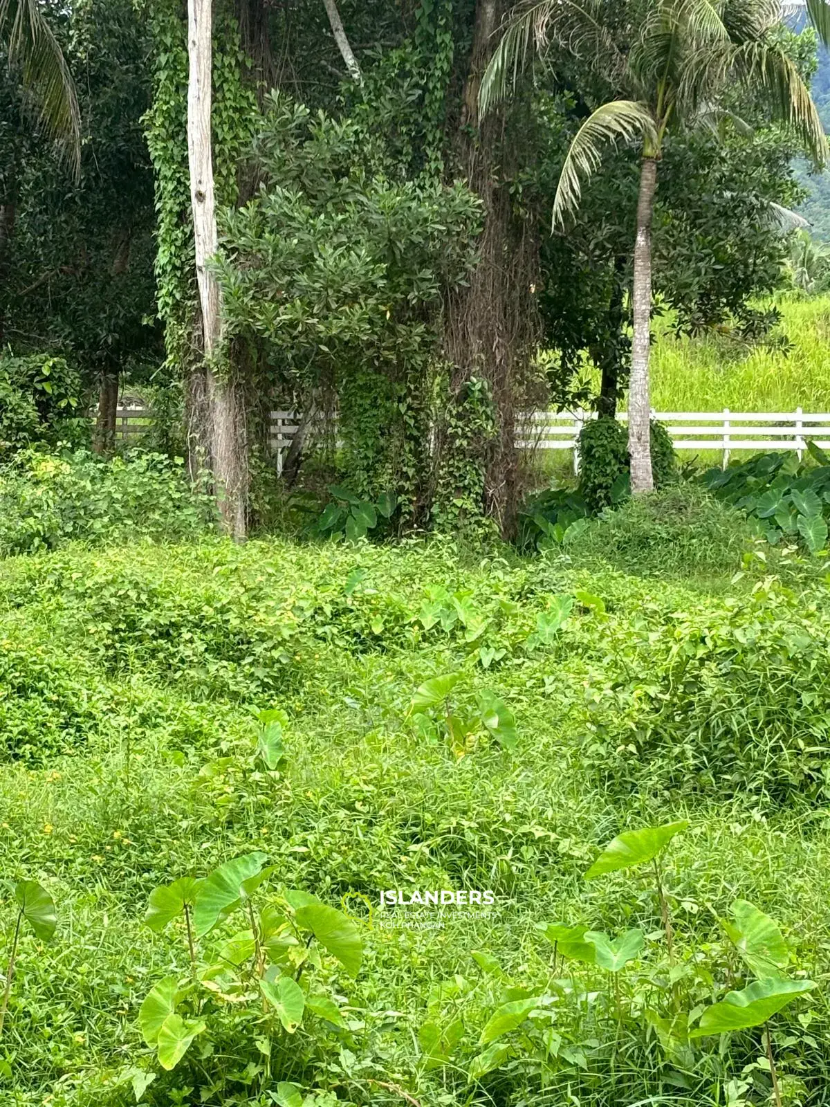 Prime Land for Sale in Koh Phangan – 5 Rai Total (1 Rai + 4 Rai)