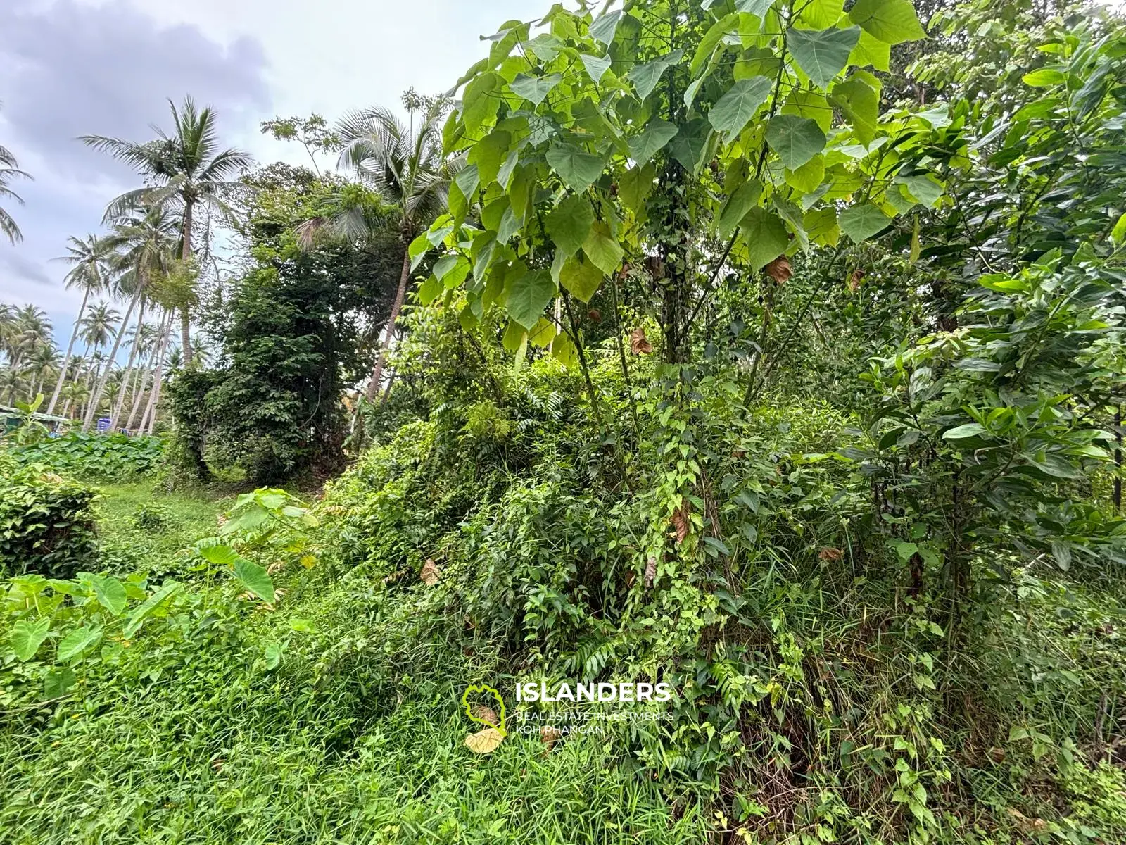 Prime Land for Sale in Koh Phangan – 5 Rai Total (1 Rai + 4 Rai)