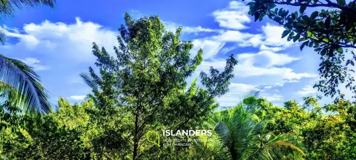  Beautiful seaview and jungle view land with old trees and beautiful rocks, easy to build
