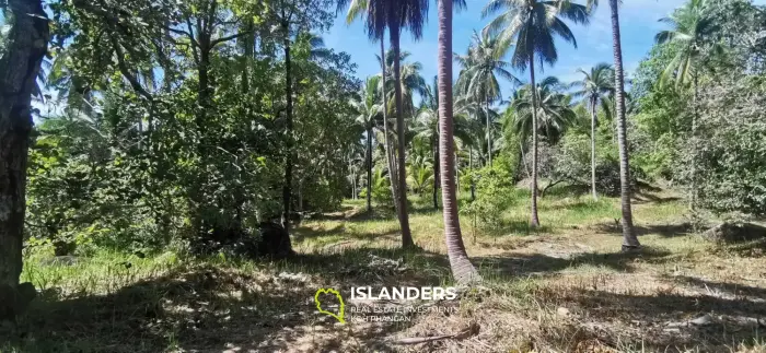 Nice land coconut grove 3.2 million/Rai