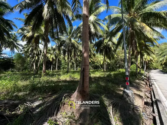 Land Plot Near the Beautiful Palm Alley