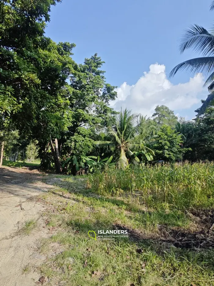 Jungleview land near temple ( 2 Rai )